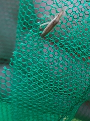 Miridae