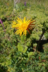 Pentanema orientale