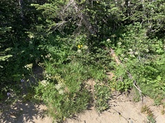 Ligusticum grayi
