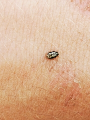 Anisosticta bitriangularis