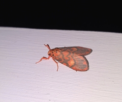 Ammatho cuneonotatus