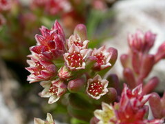 Sedum atratum