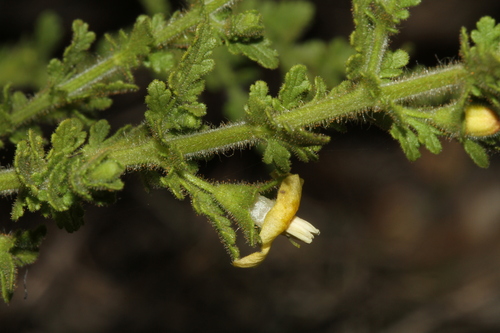 Image of Seymeria texana by (c) Reid Hardin, some rights reserved (CC BY)