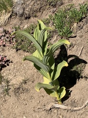 Veratrum