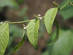 Deeringia polysperma
