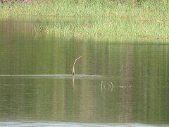 Anhinga melanogaster