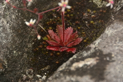 Micranthes ferruginea