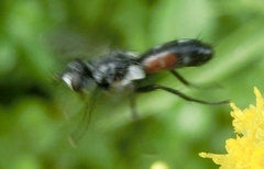 Cylindromyia