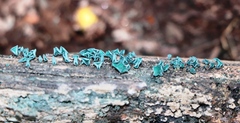Chlorociboria aeruginascens