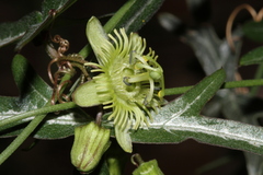Passiflora tenuiloba
