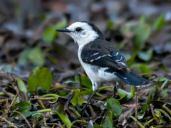 Fluvicola albiventer