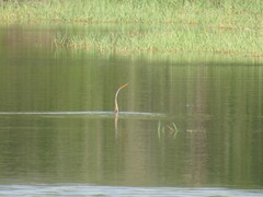 Anhinga melanogaster
