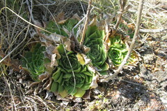 Sempervivum heuffelii