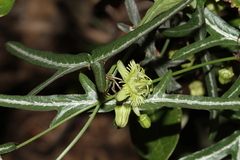 Passiflora tenuiloba