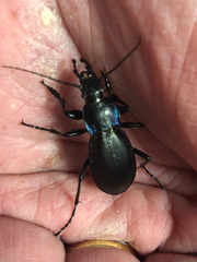 Carabus purpurascens