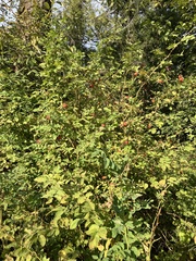 Rosa nutkana