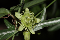 Passiflora tenuiloba