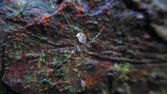 Drapetisca socialis