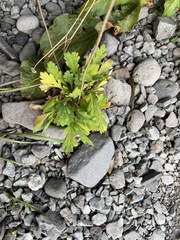 Papaver radicatum