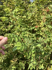 Rosa nutkana