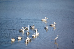 Pelecanus rufescens