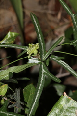 Passiflora tenuiloba