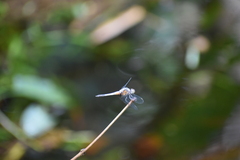 Brachydiplax chalybea