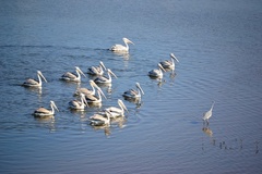 Pelecanus rufescens