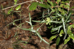Passiflora tenuiloba
