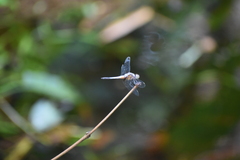 Brachydiplax chalybea