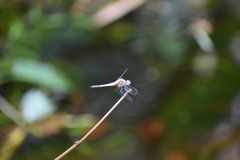Brachydiplax chalybea