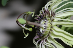 Passiflora affinis