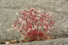 Micranthes ferruginea