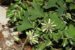 Passiflora affinis