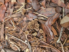 Nidulariaceae