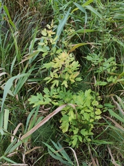 Thalictrum simplex