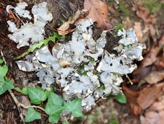 Peltigera praetextata