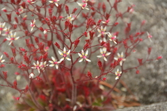 Micranthes ferruginea