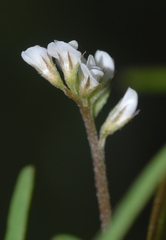 Vicia hirsuta