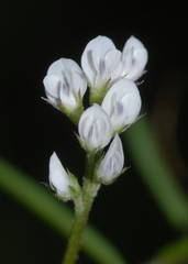 Vicia hirsuta