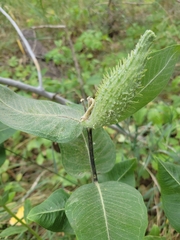 Asclepias speciosa