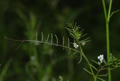 Vicia hirsuta