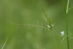 Vicia hirsuta