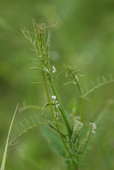 Vicia hirsuta