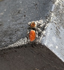 Phidippus adumbratus
