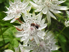 Andrena bicolor