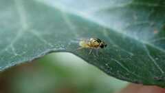 Thaumatomyia