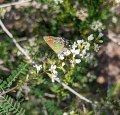 Callophrys gryneus