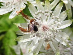 Andrena bicolor