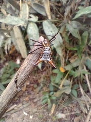 Micrathena macfarlanei